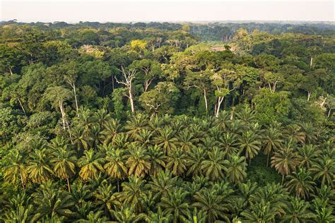 vegetation in the congo rainforest